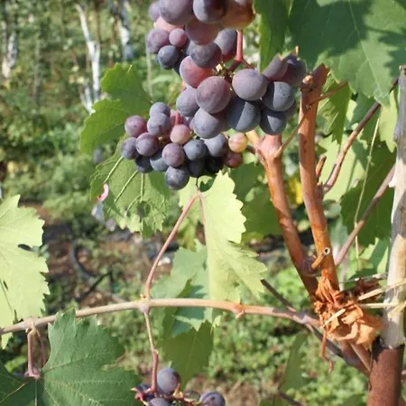 Holiday home House - 8289 *