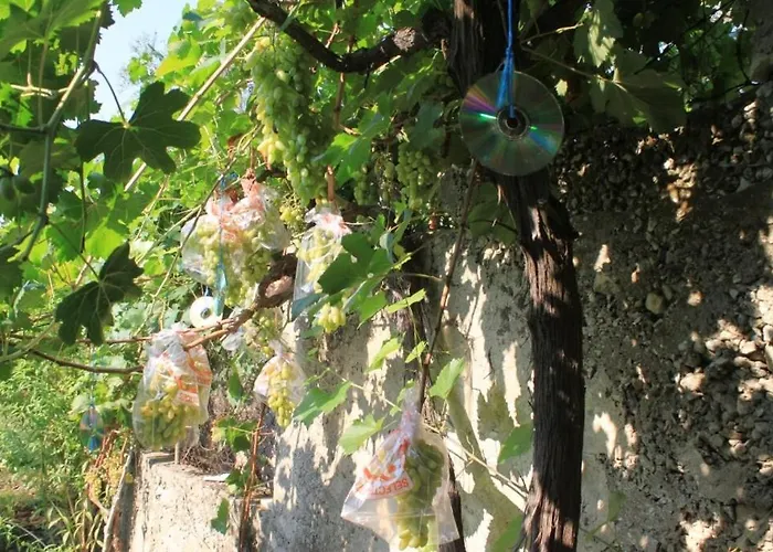 House - 8289 Tatil Evi