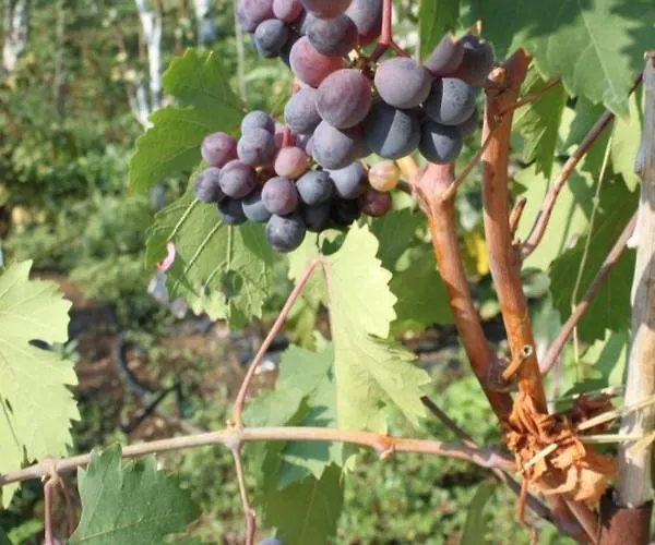 Tatil Evi House - 8289 *